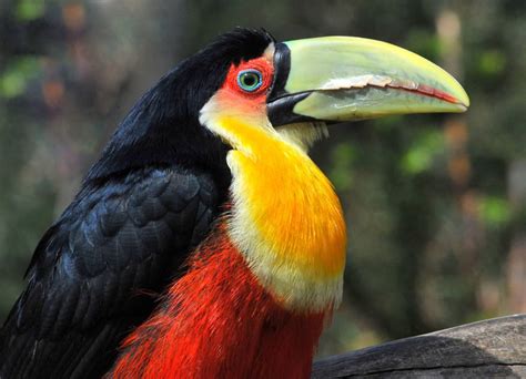 O Tucano Tango De Fenda