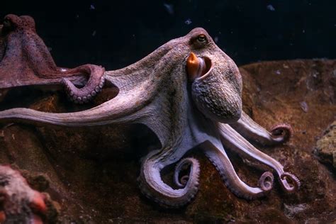 Octopus Life Betano