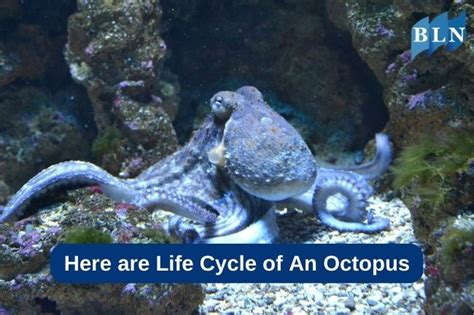 Octopus Life Bodog