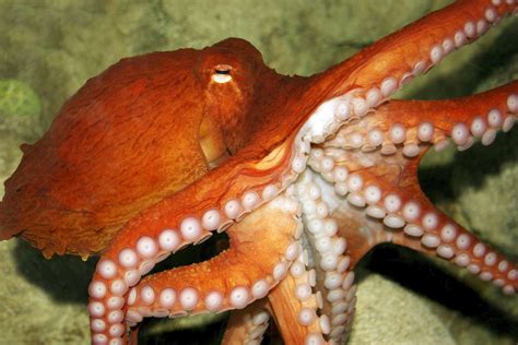 Octopus Life Leovegas