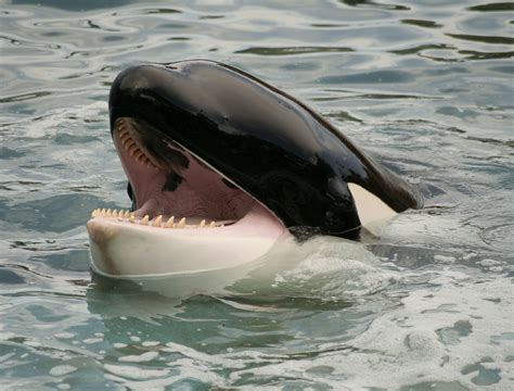 Orca Bwin