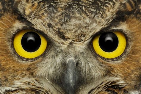 Owl Eyes Netbet