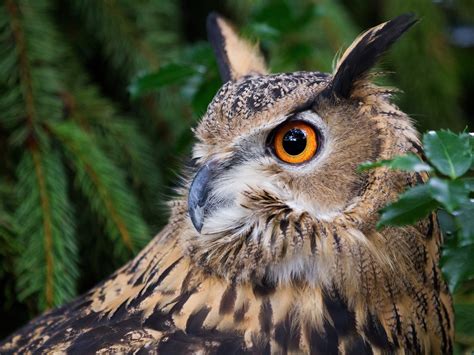 Owl In Forest Sportingbet