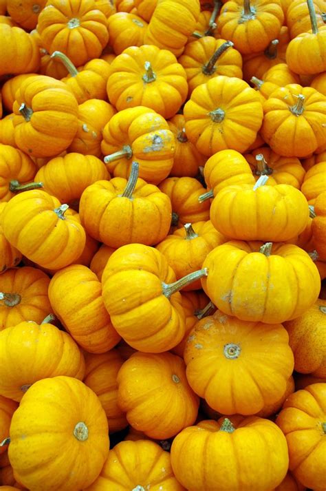 Plenty Pumpkins Betfair