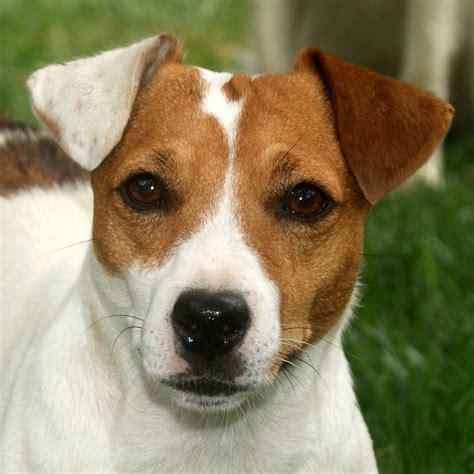 Preto E Marrom Jack Russells Para Venda