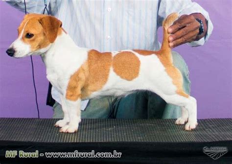 Preto E Tan Jack Russell Terrier Filhotes Para Venda