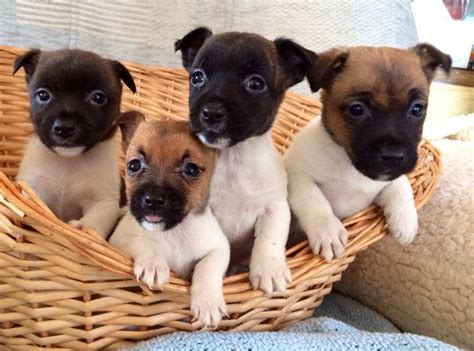 Preto E Tan Jack Russell Terrier Filhotes Para Venda Portugal