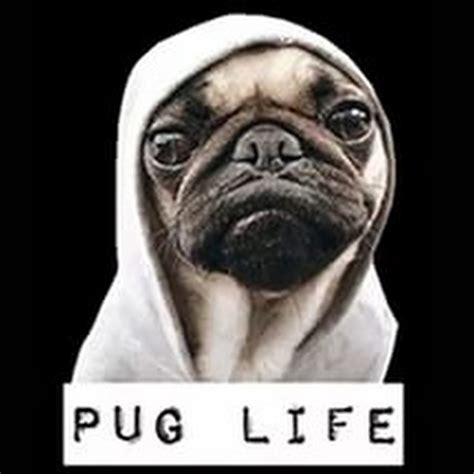 Pug Life Brabet