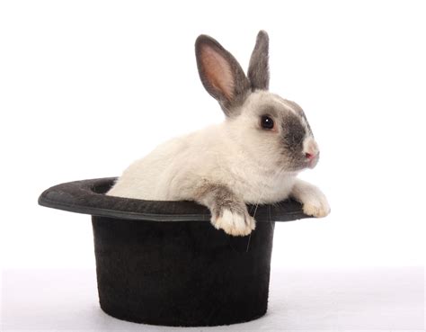 Rabbit In The Hat Novibet