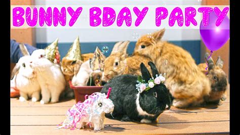 Rabbit Party Bwin