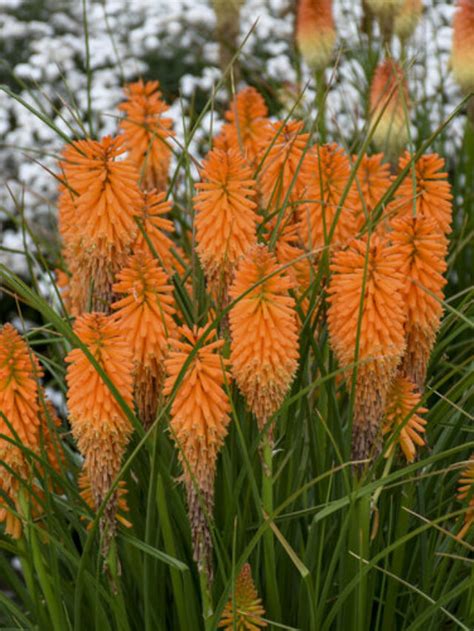 Red Hot Poker Ate O Anus