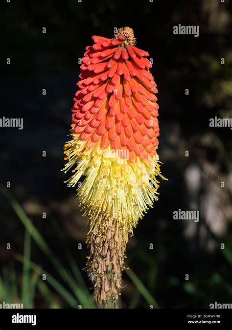 Red Hot Poker No Olho Cam