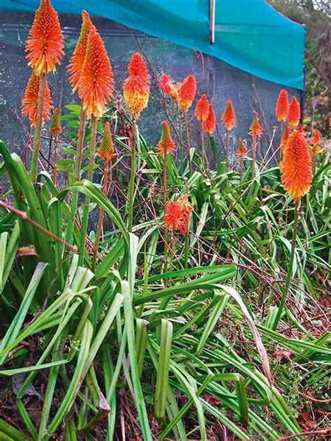 Red Hot Poker Planta Nz