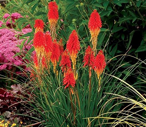 Red Hot Poker Veado Resistente