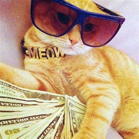 Rich Kittens Bwin