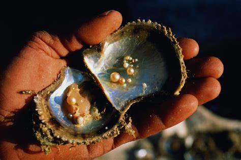 Sea Of Pearls Betano