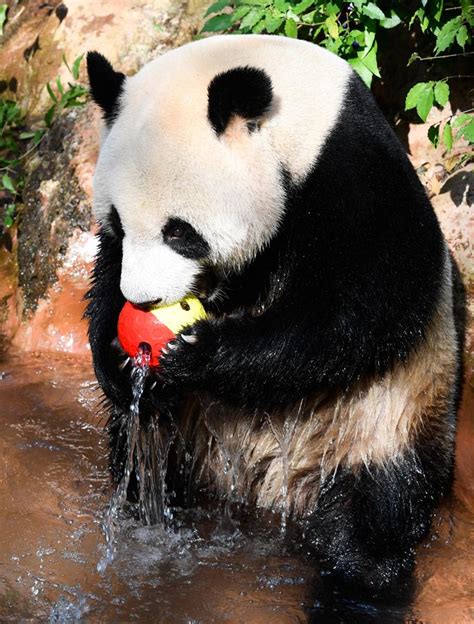 Selvagem Panda Maquinas De Fenda