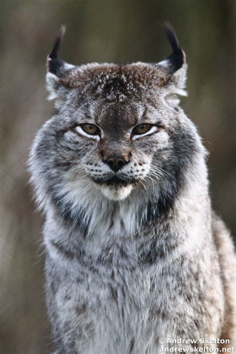 Siberian Lynx Netbet