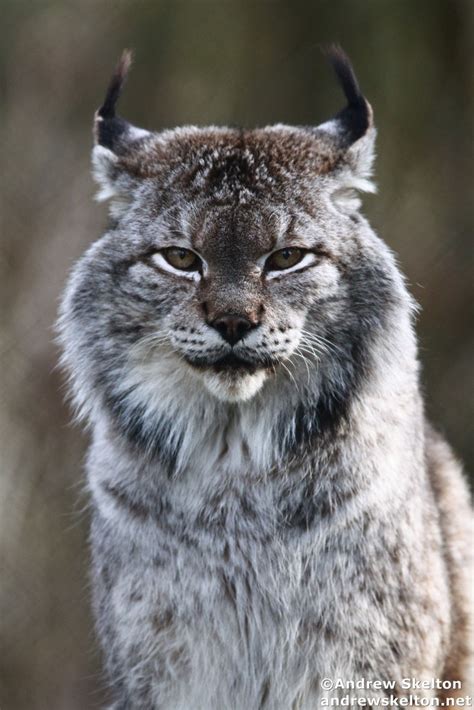 Siberian Lynx Parimatch
