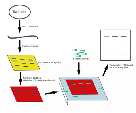 Slot Blot Protocolo De Rna