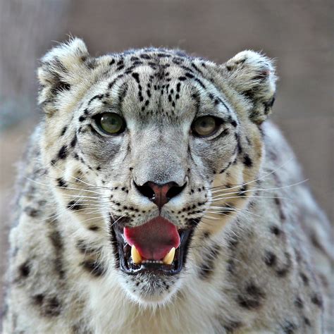 Snow Leopards Leovegas
