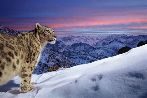Snow Leopards Review 2024