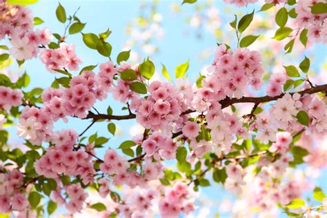 Spring Blossom Bwin