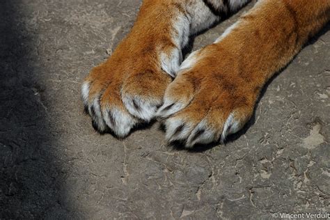 Tiger Claws Brabet