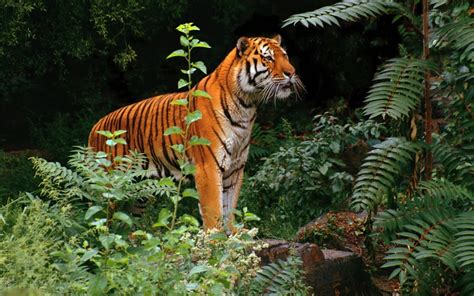 Tiger Jungle Brabet