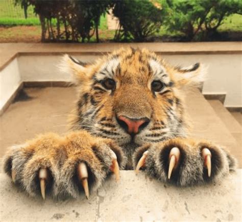 Tigers Claw Parimatch