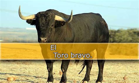 Toro Bravo Betsul