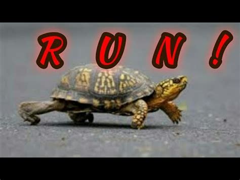 Turtle Run Betano