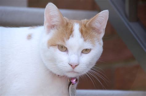 White Nose Cat Netbet