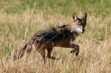 Wild Coyote Parimatch