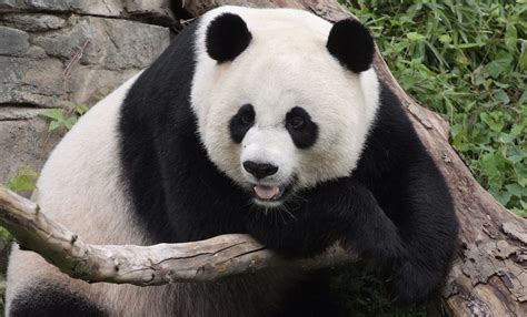 Wild Giant Panda Betsson