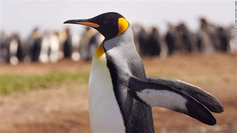 Wild Penguin Parimatch