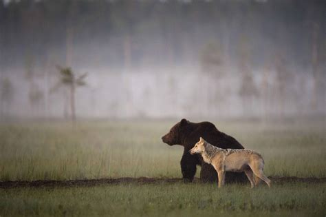 Wolf Bear Betsul