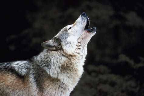 Wolf Howl Bet365